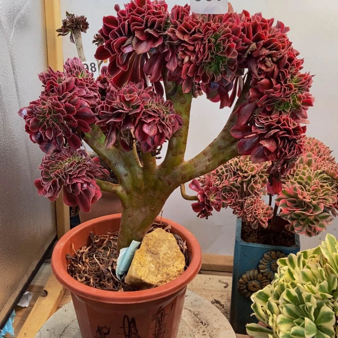 鹅*多肉法师美杜莎缀607