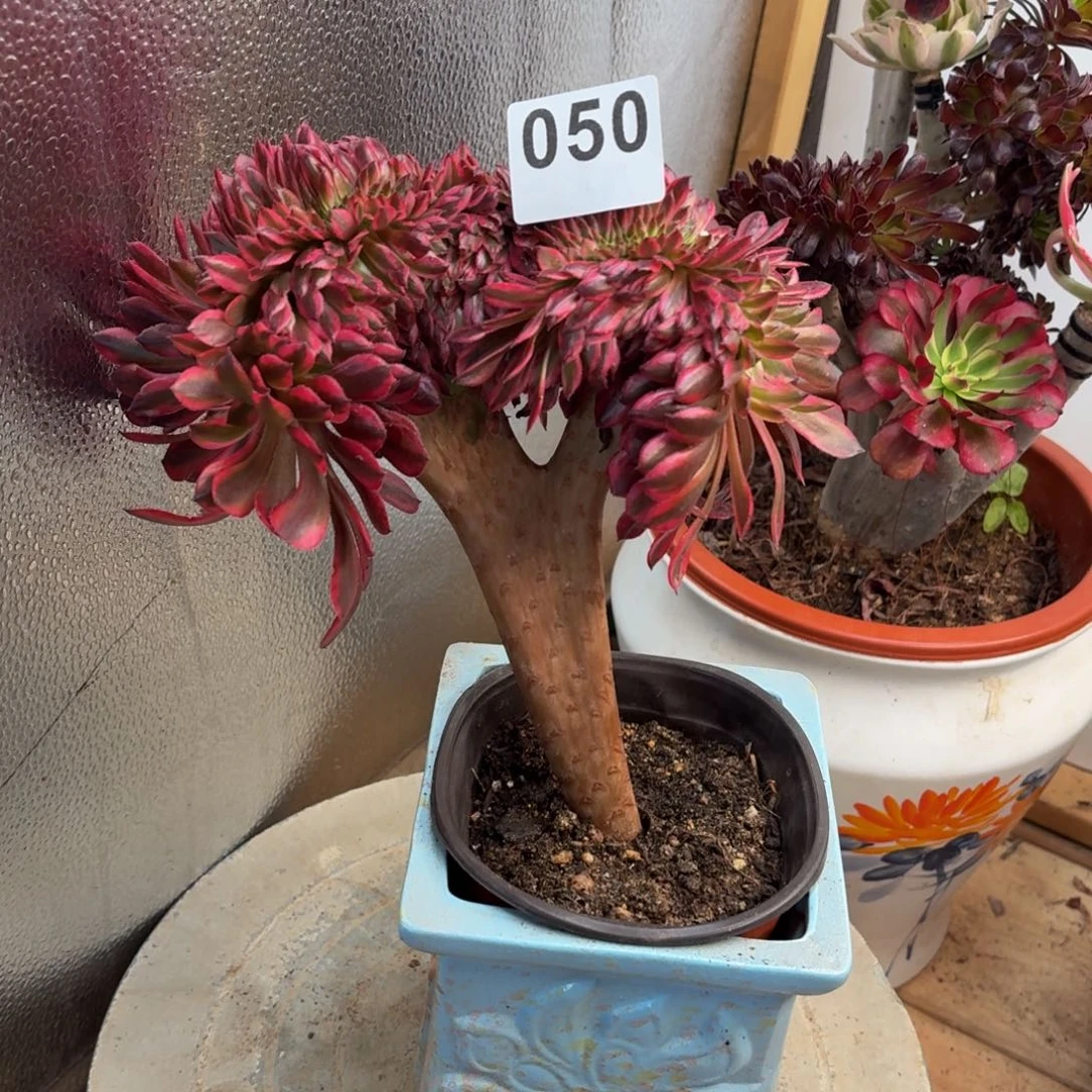 多肉法师黑瞳白缀050