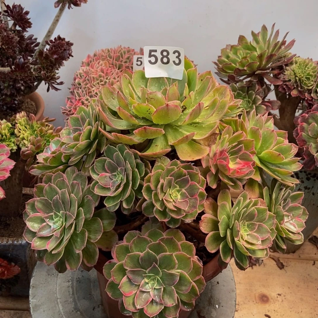 多肉法师莲花583