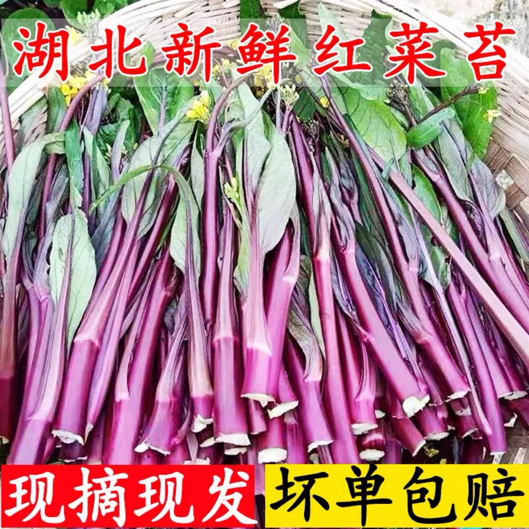 湖北新鲜现采现发红菜苔2/4斤保温箱发货