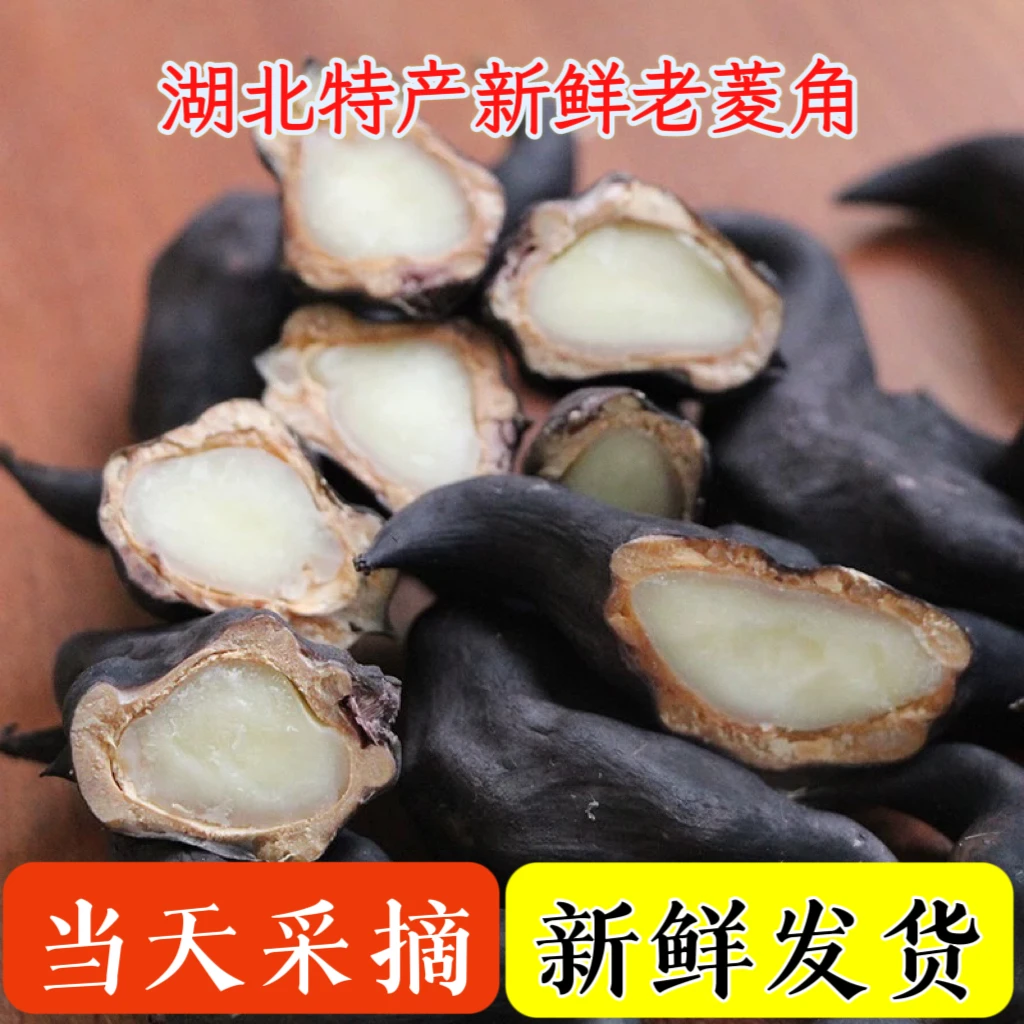 【湖北特产】新鲜老菱角牛角菱现摘现发1/5斤包邮