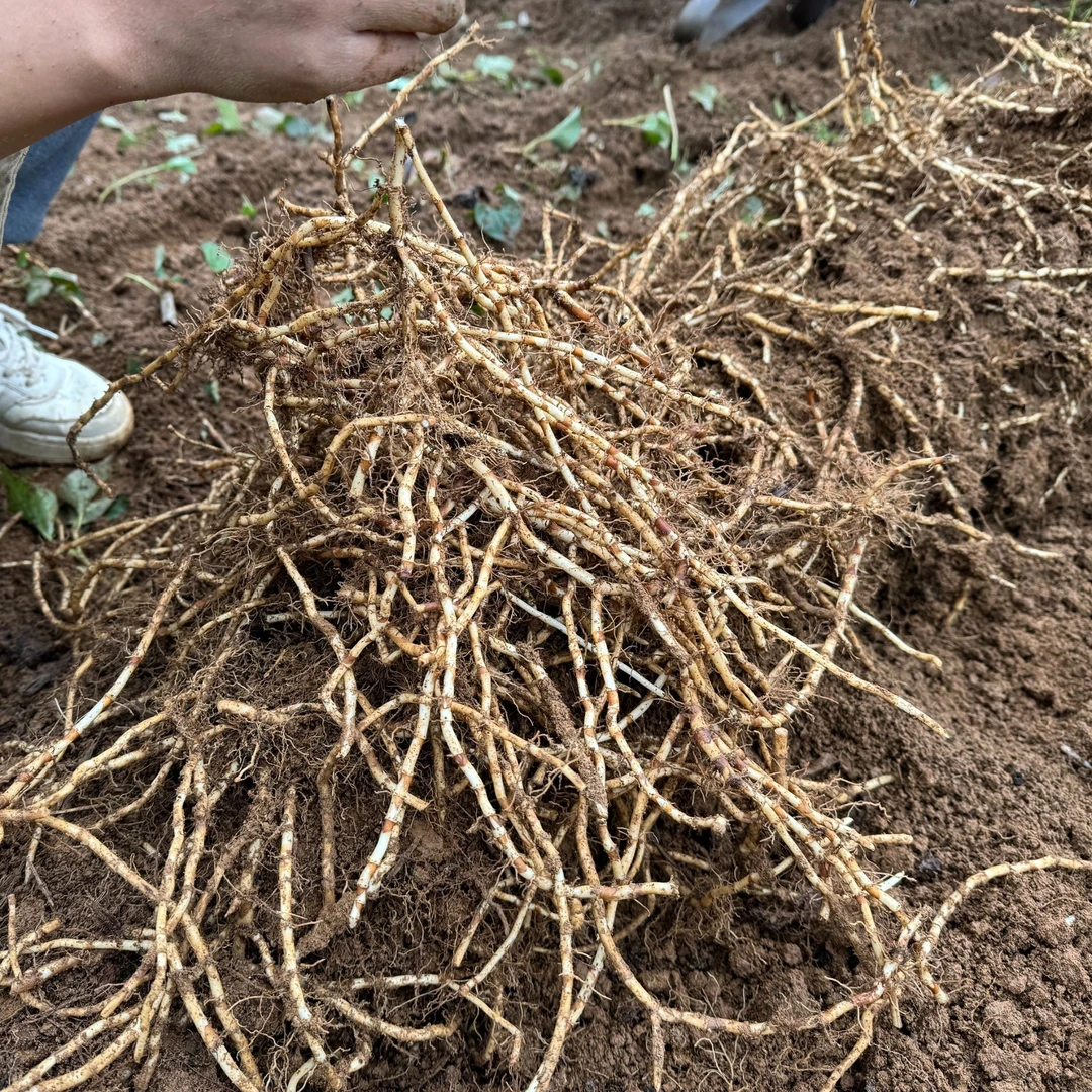 2024年贵州本地现挖新鲜折耳根 鱼腥草 凉拌菜节节根贵州特产