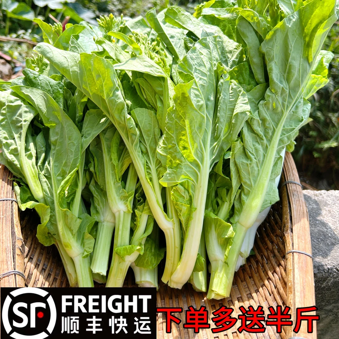 贵州本地新鲜白菜苔 农家露天自种 当季新鲜时令蔬菜 现掐现发