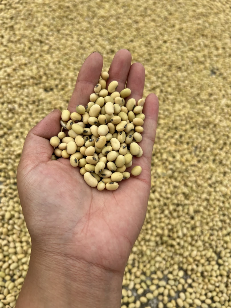 2024贵州新黄豆农家自种黄豆 本地小粒黄豆  发豆芽磨豆浆 做豆腐
