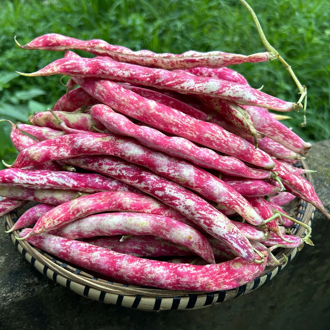 新鲜 花豆 芸豆带壳花豆 新花豆雀蛋豆 熊猫豆 新鲜带壳发货