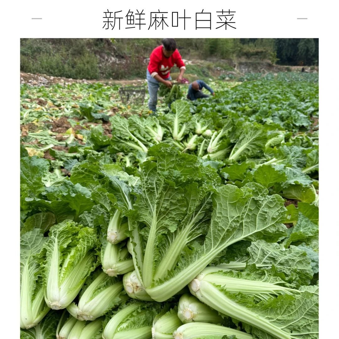 贵州本地新鲜麻叶白菜 露天农家自种 新鲜蔬菜大白菜 现砍现发