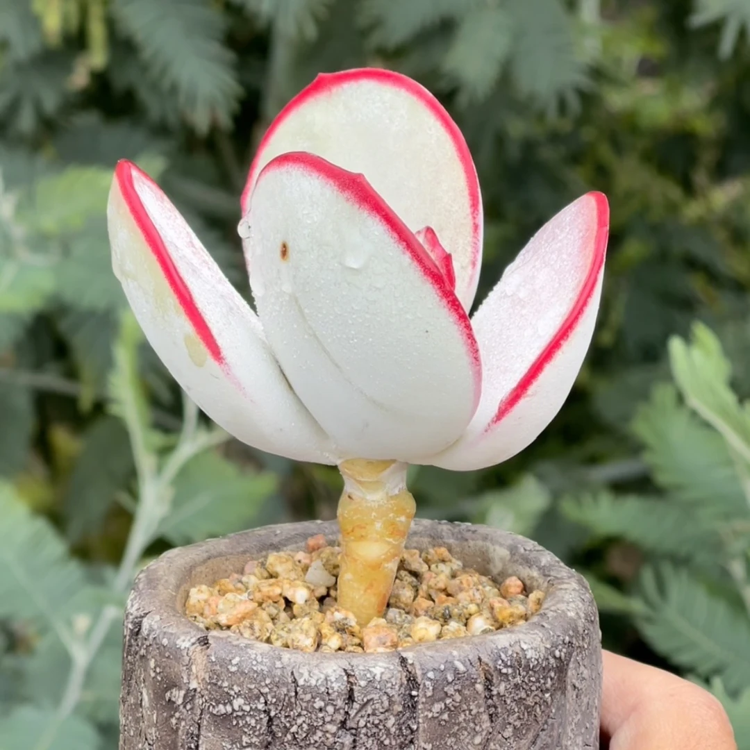 多肉植物正版日系白眉老桩