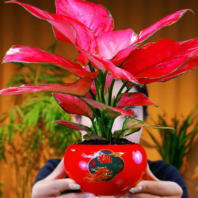 吉利红如意皇后竹芋盆栽室内耐荫四季好养绿植桌面万年青水培植物
