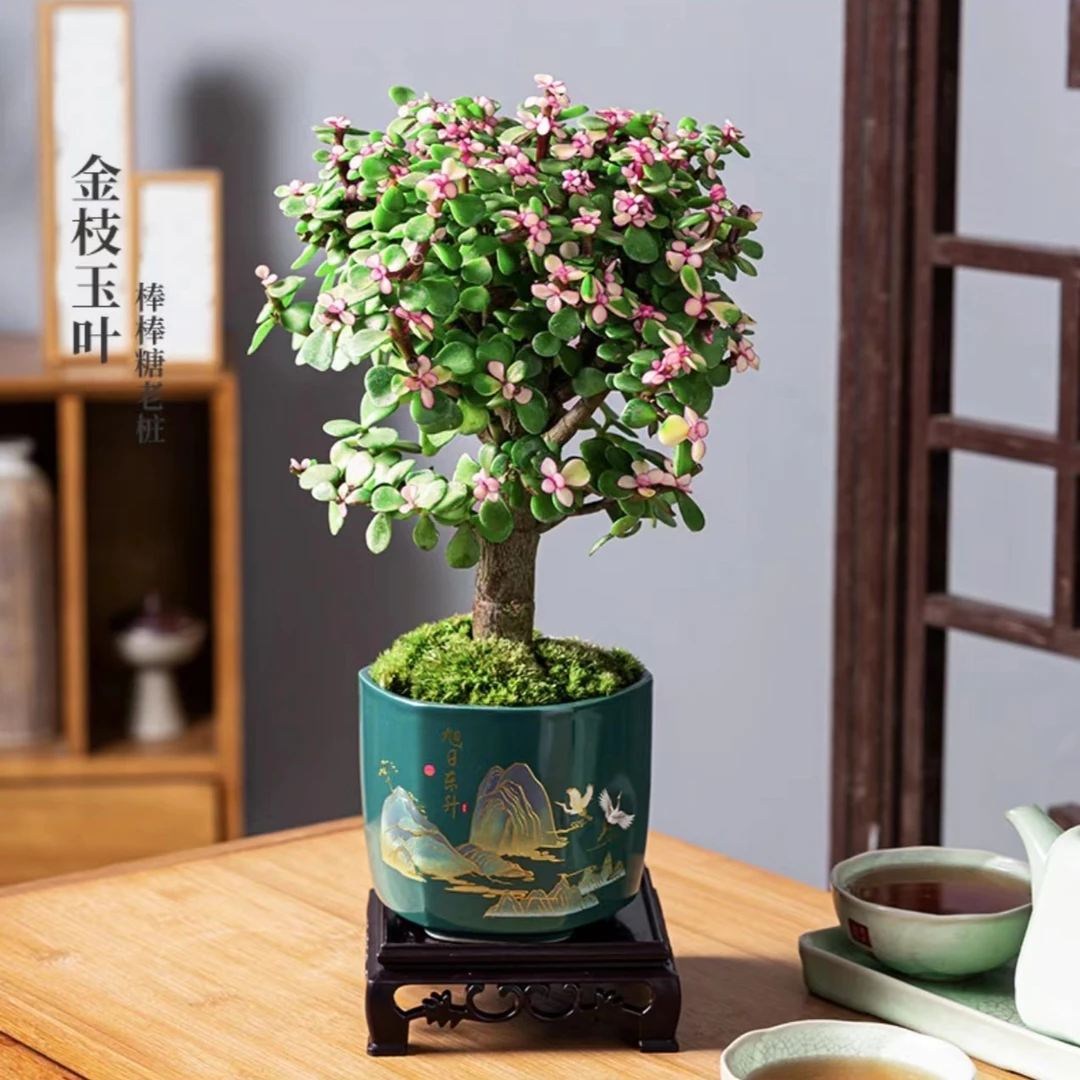 哥窑旭日东升盆A级金枝玉叶盆栽老桩盆景多肉植物室内绿植花卉