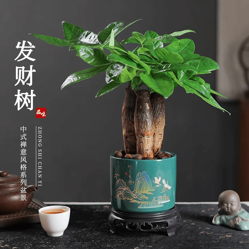 三杆发财树盆栽摆件办公室内桌面绿植招财树大型植物盆景好养美观