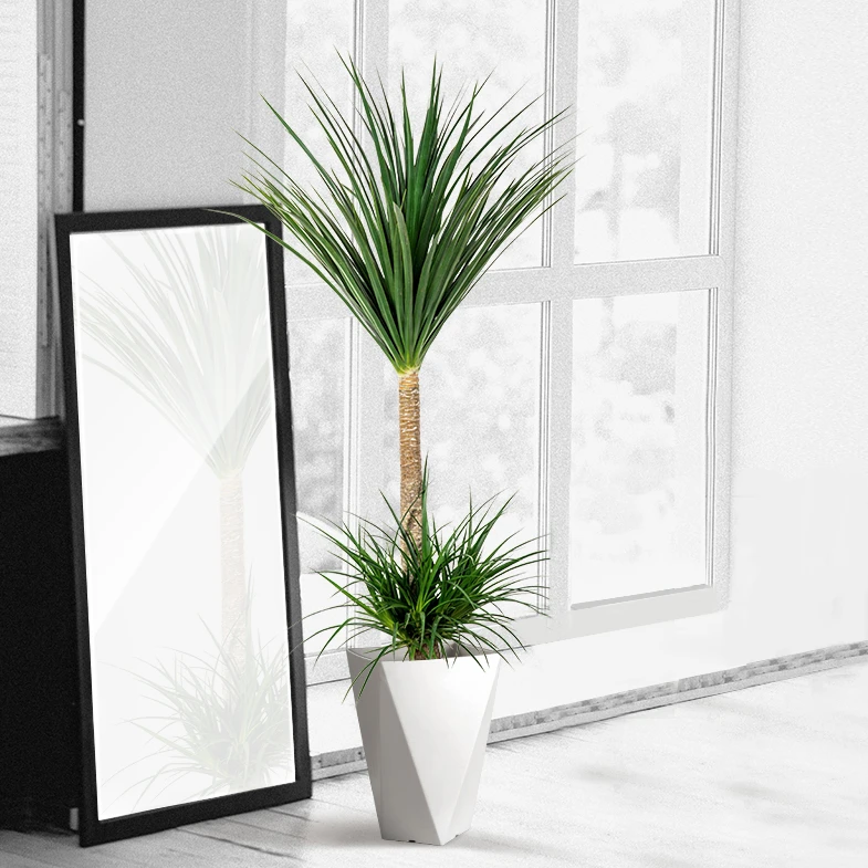 黑珍造型龙血树客厅盆栽大型网红绿植净化空气四季常绿龙须树