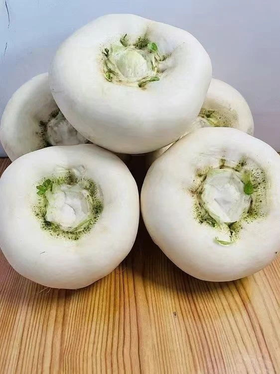 江西永丰县新鲜扁萝卜圆萝卜大头菜农家自种盘菜蔬菜当季时令蔬菜