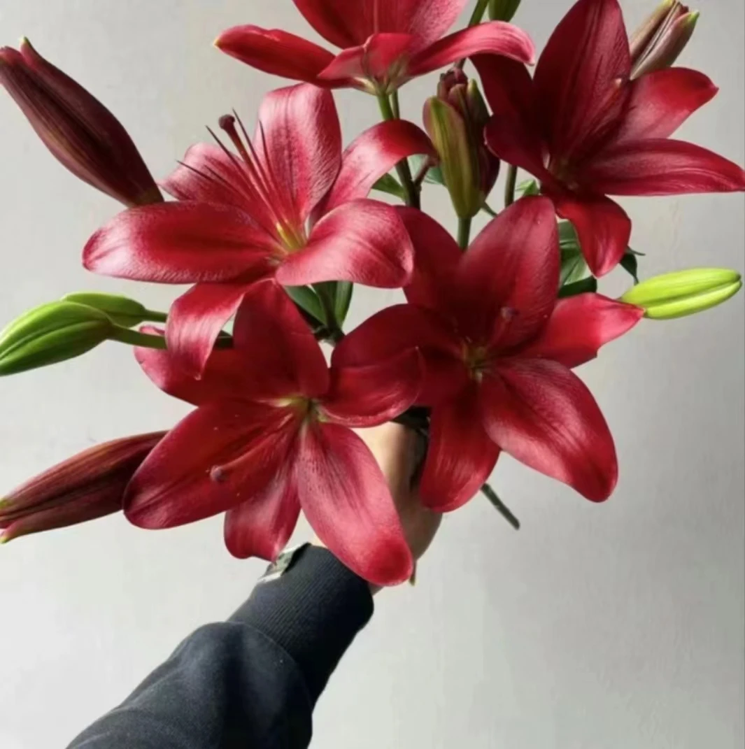 单瓣【黑贝壳】四季可种浓香百合种球耐寒热室内外阳台庭院花卉