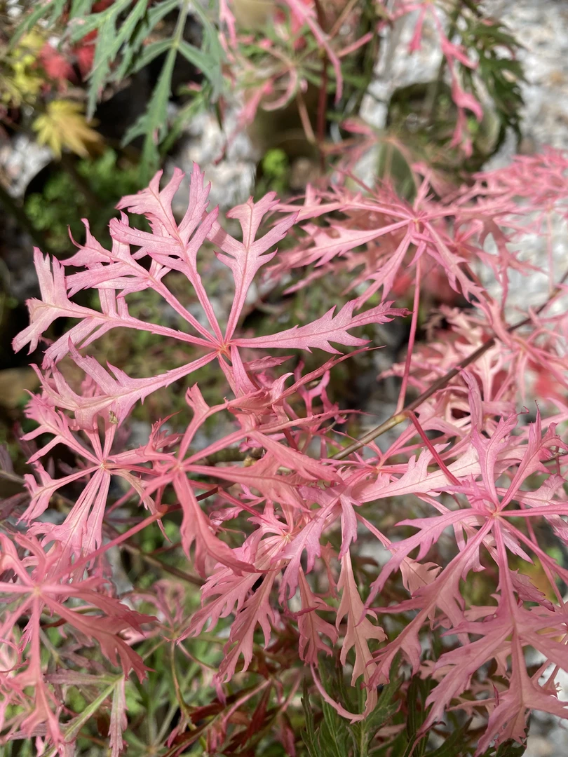 世界名枫花缠羽毛枫盆景景观盆景各种大小规格都有货