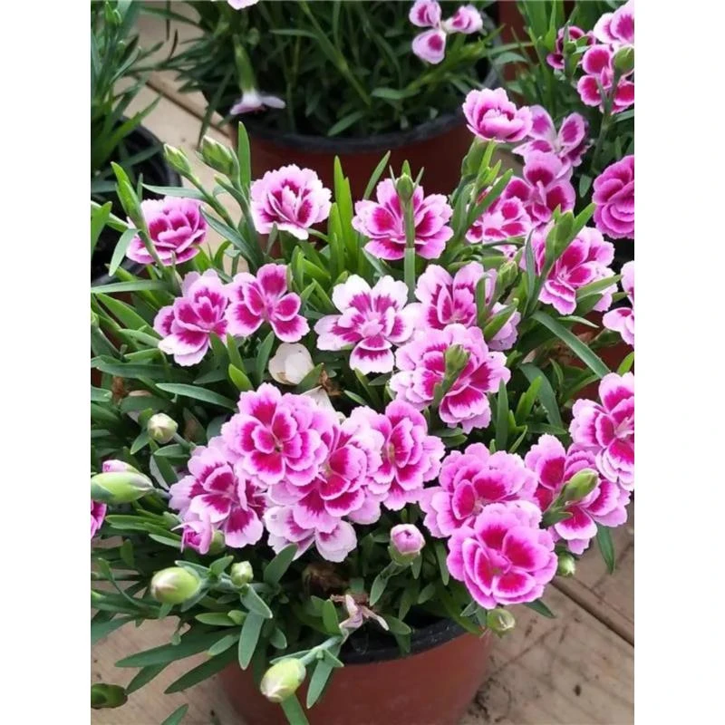 【初恋】初恋盆栽 特庭院阳台开花植物小雏菊 花卉盆栽