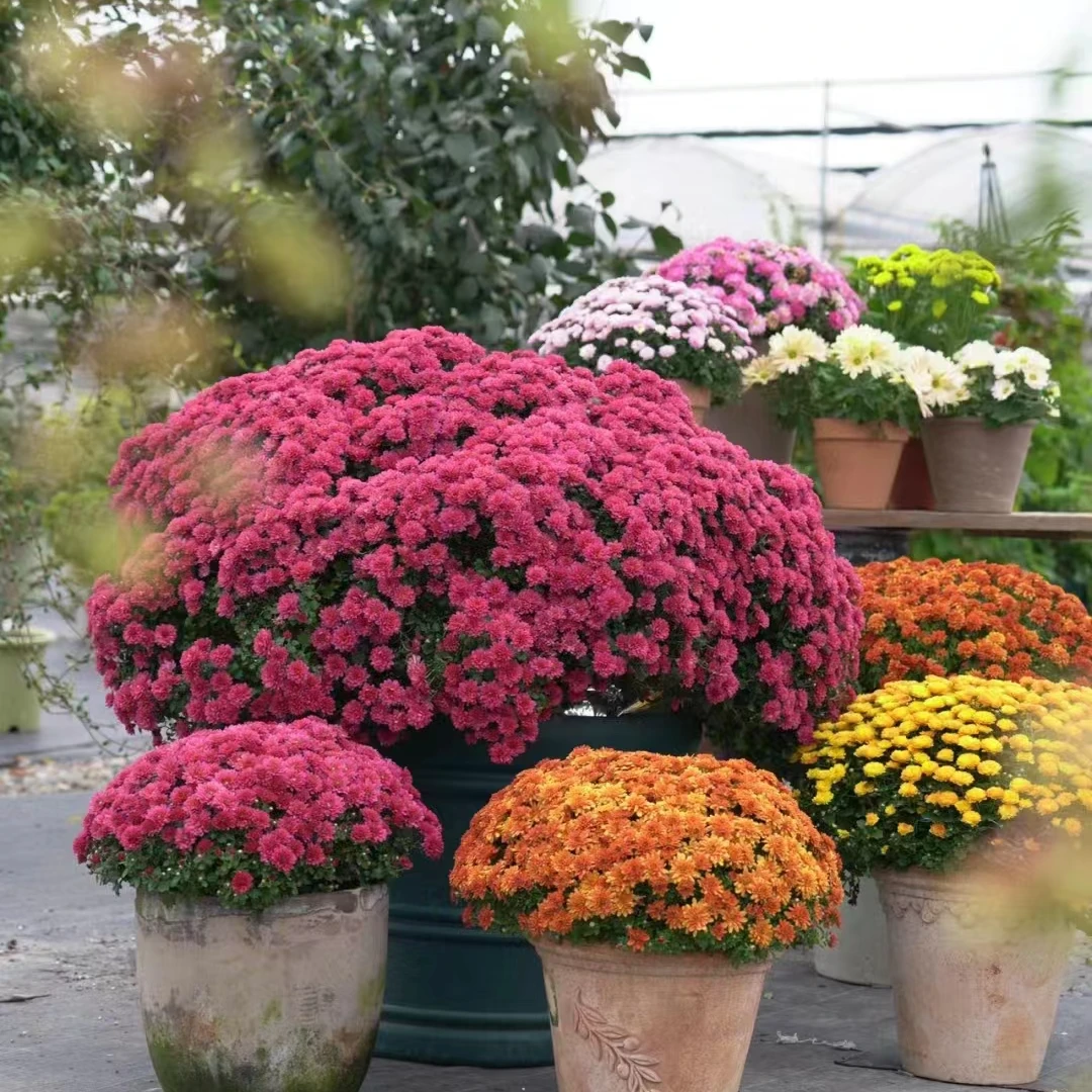 《子午樱桃》千头菊 盆栽 花卉 重瓣 大花植物室 内绿植带花
