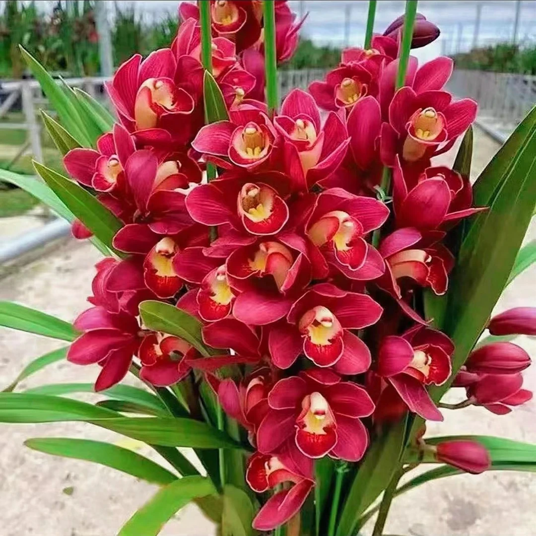 金边大红袍】大花惠兰 云南高原兰花 花期长 年宵花