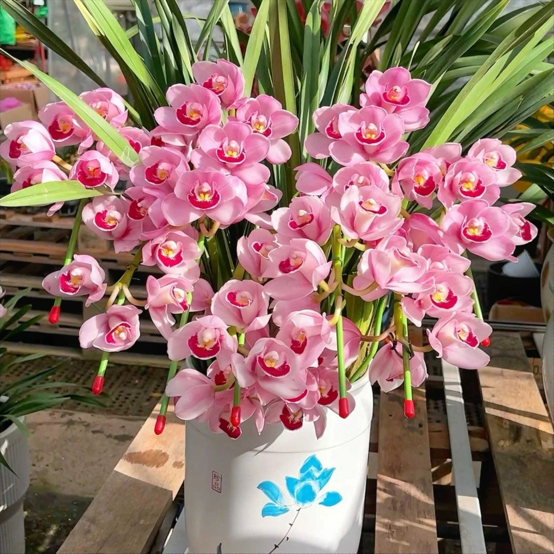 【福星】大花惠兰 云南高原兰花 花期长 年宵花