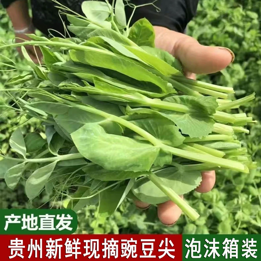 贵州新鲜豌豆尖现摘豌豆苗农家蔬菜1/2/3/4斤