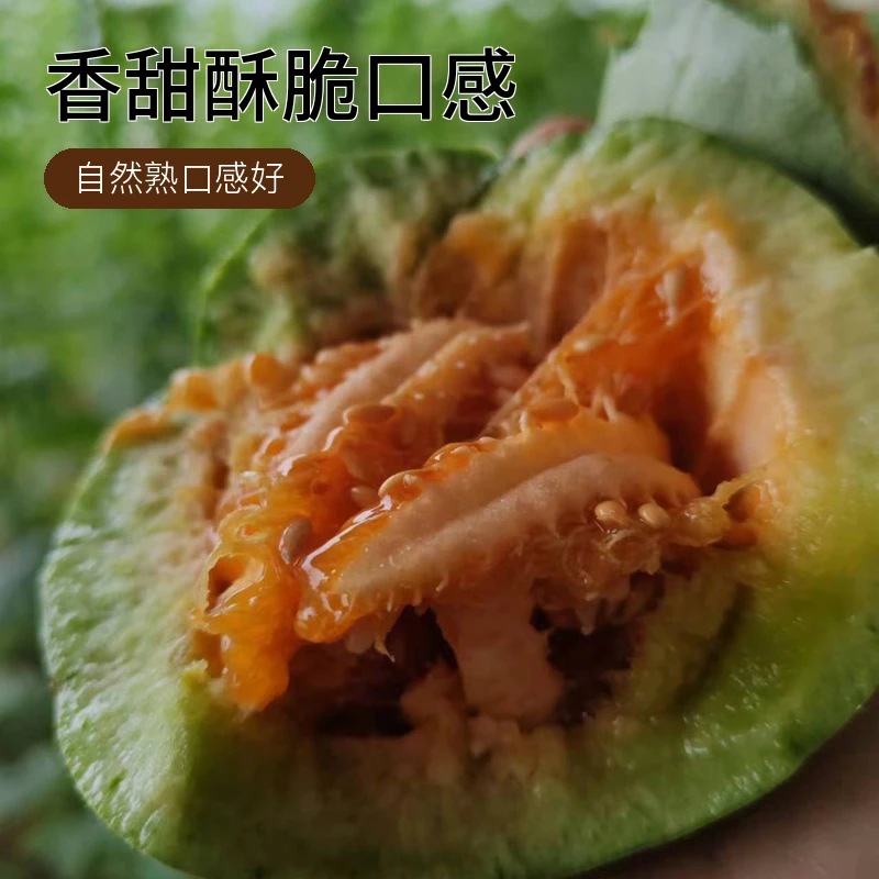 头茬香瓜忻州芝麻密灯笼红香瓜香甜酥脆新鲜当季顺丰包邮产地包赔