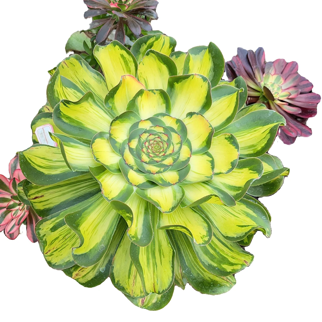 多肉植物一物一拍10–68