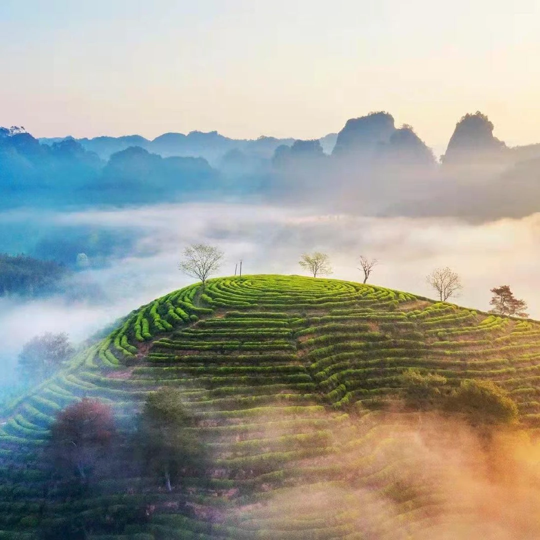 天心村武夷岩茶组合 肉桂水仙大红袍乌龙茶！