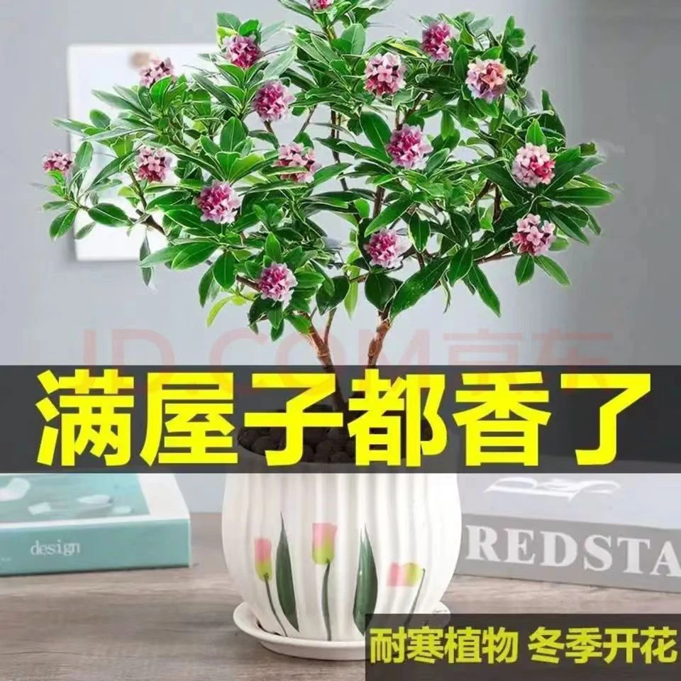 【带花苞发货】金边瑞香耐寒花卉观花植物室内带花浓香型观花盆栽
