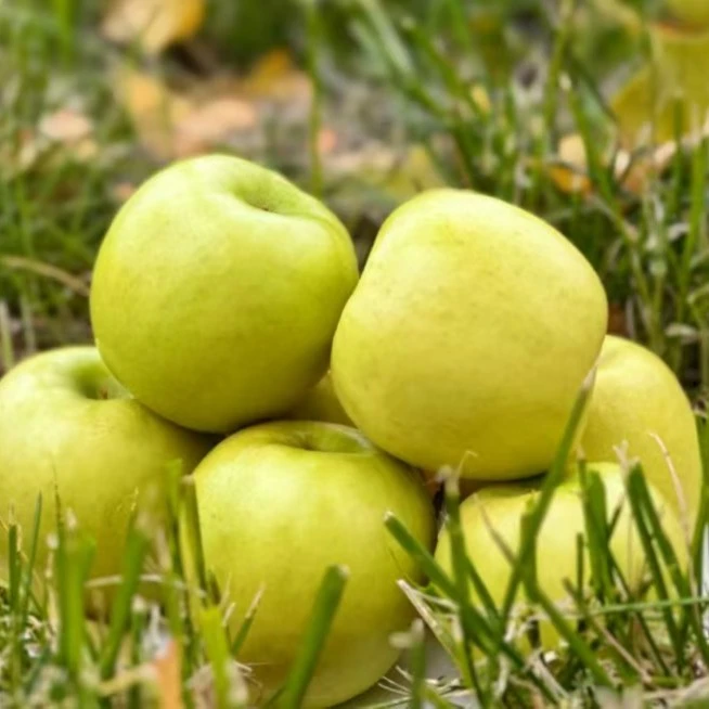 陕西瑞雪苹果脆甜多汁新鲜水果青色苹果产地直发