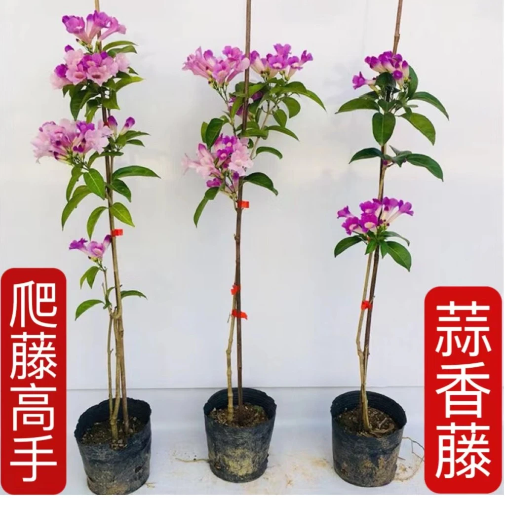 爬藤植物 蒜香藤花苗 紫铃藤 漂亮藤本花多好养庭院绿篱盆栽花卉