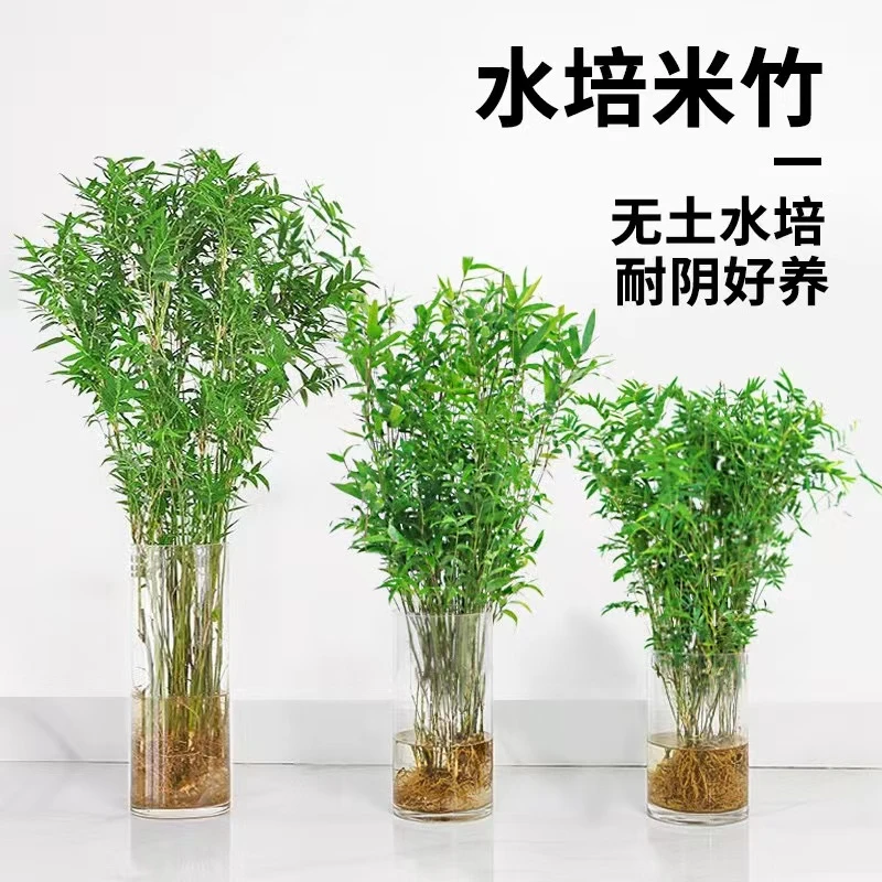 水培米竹室内水培植物水养观音竹富贵竹南天竹客厅懒人高档绿植