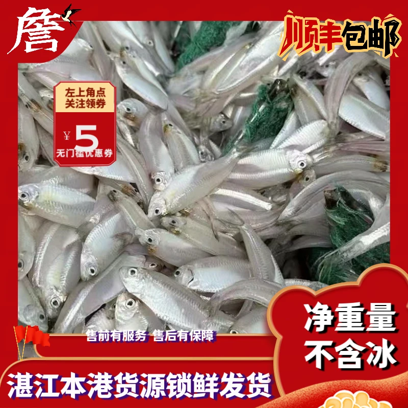 湛江本港 白凡鱼 车公鱼 水晶鱼 海燕鱼 顺丰冷链包邮