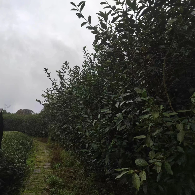 福鼎白茶 2023年荒野寿眉饼茶