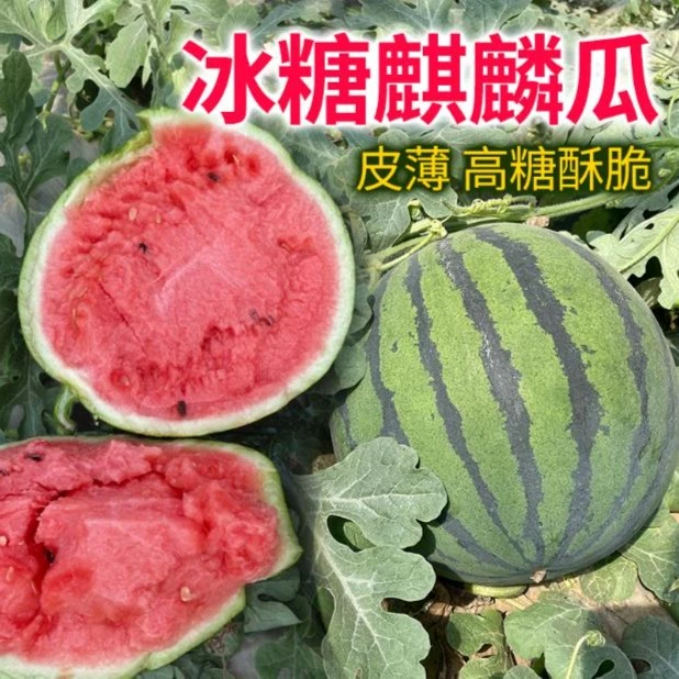 【冰糖麒麟西瓜种子】早佳8424春季播种懒汉早熟薄皮红瓤水果蔬菜R