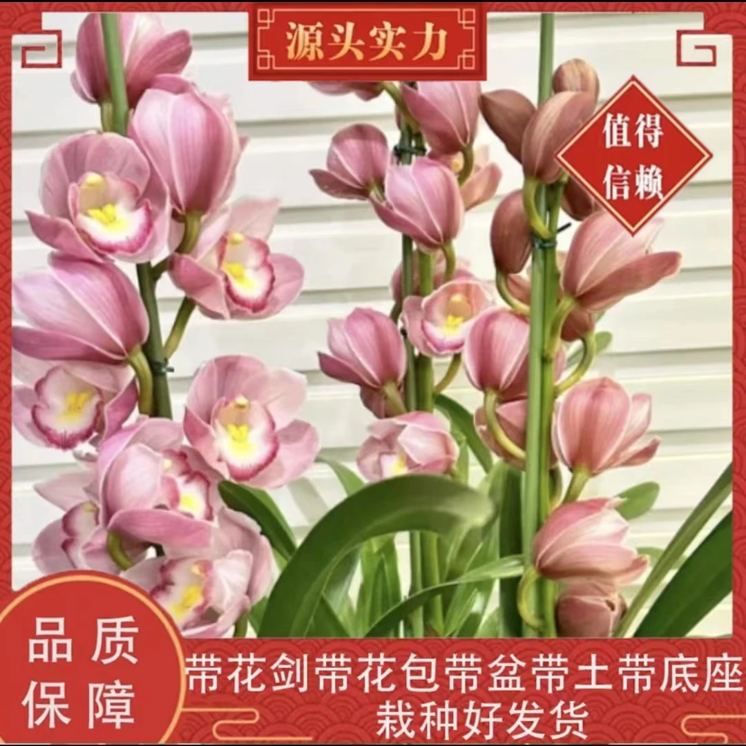【福娘】大花蕙兰浓香型年宵花基地直发带盆带土载好发货