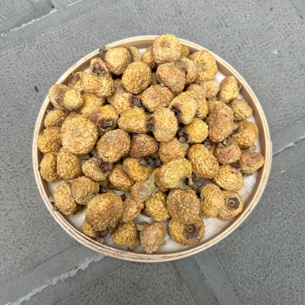 刺-犁    土特产菇