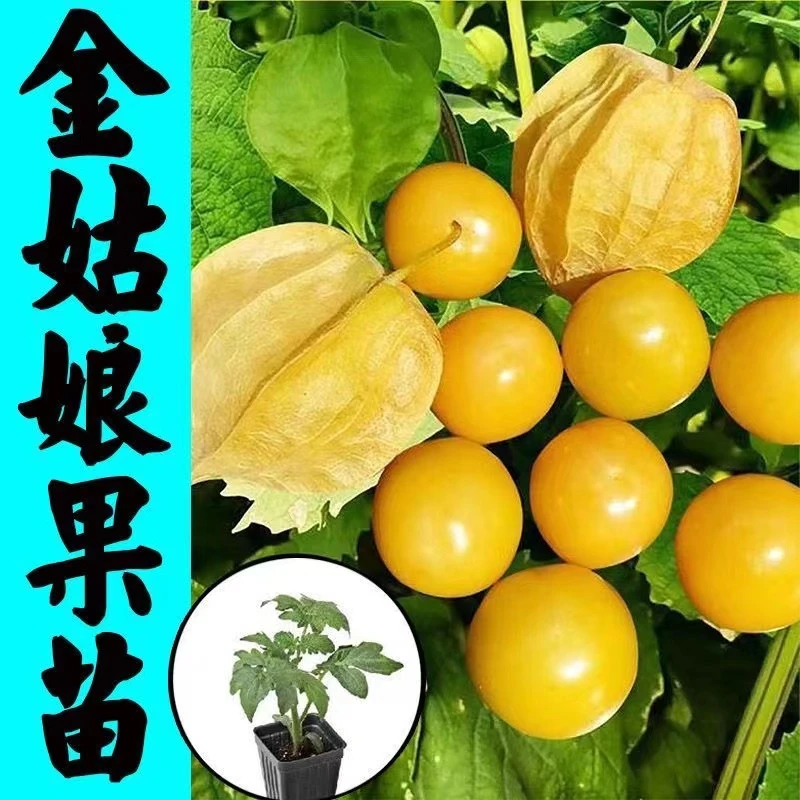 DL姑娘果秧苗超甜高产坐果能力强红姑娘金姑娘