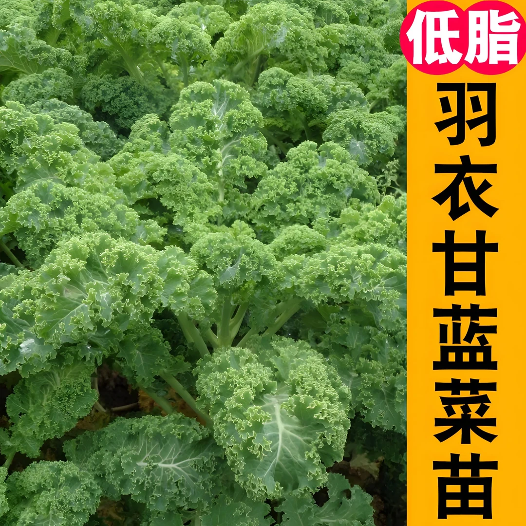 绿色羽衣甘蓝苗可观赏可食用蔬菜女王羽衣甘蓝苗阳台盆栽小院种植