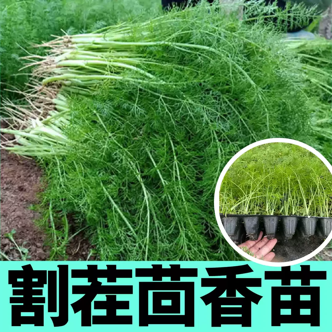 茴香黄瓜苗子种苗孑割茬茴香球茎茴香阳台带根四季种植盆栽茴香