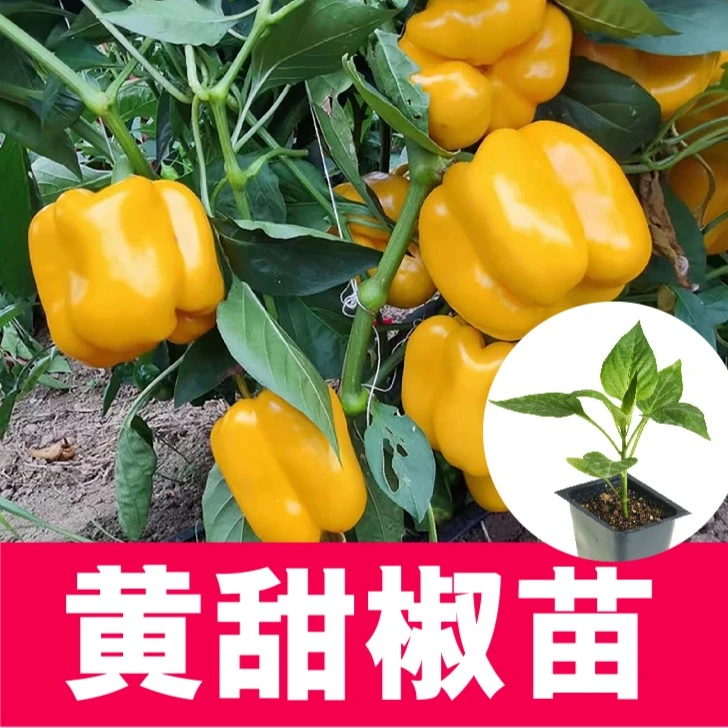 寿光水果黄方椒苗子带土西红柿番茄发货阳台庭院种植优质穴盘苗