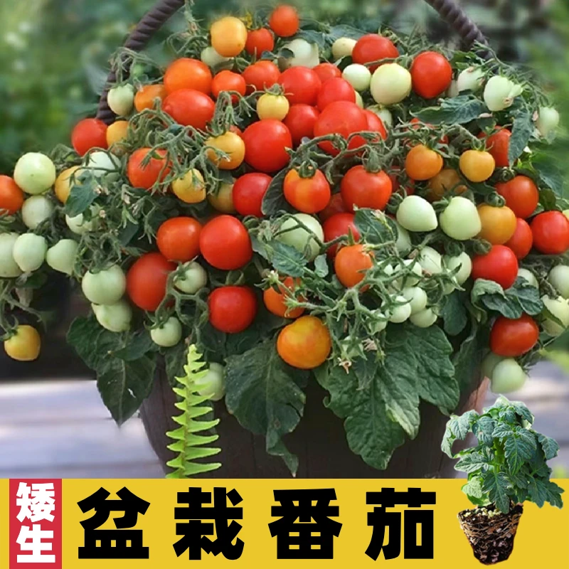 TZ寿光盆栽矮生番茄苗小西红柿苗圣女果苗樱桃番茄阳台四季种植