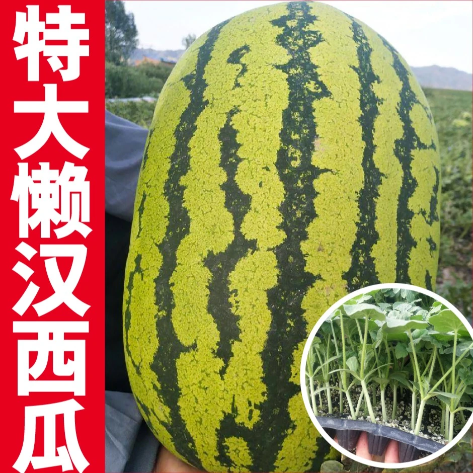 寿光苗场直发特大懒汉大西瓜苗小菜园种植西瓜秧苗