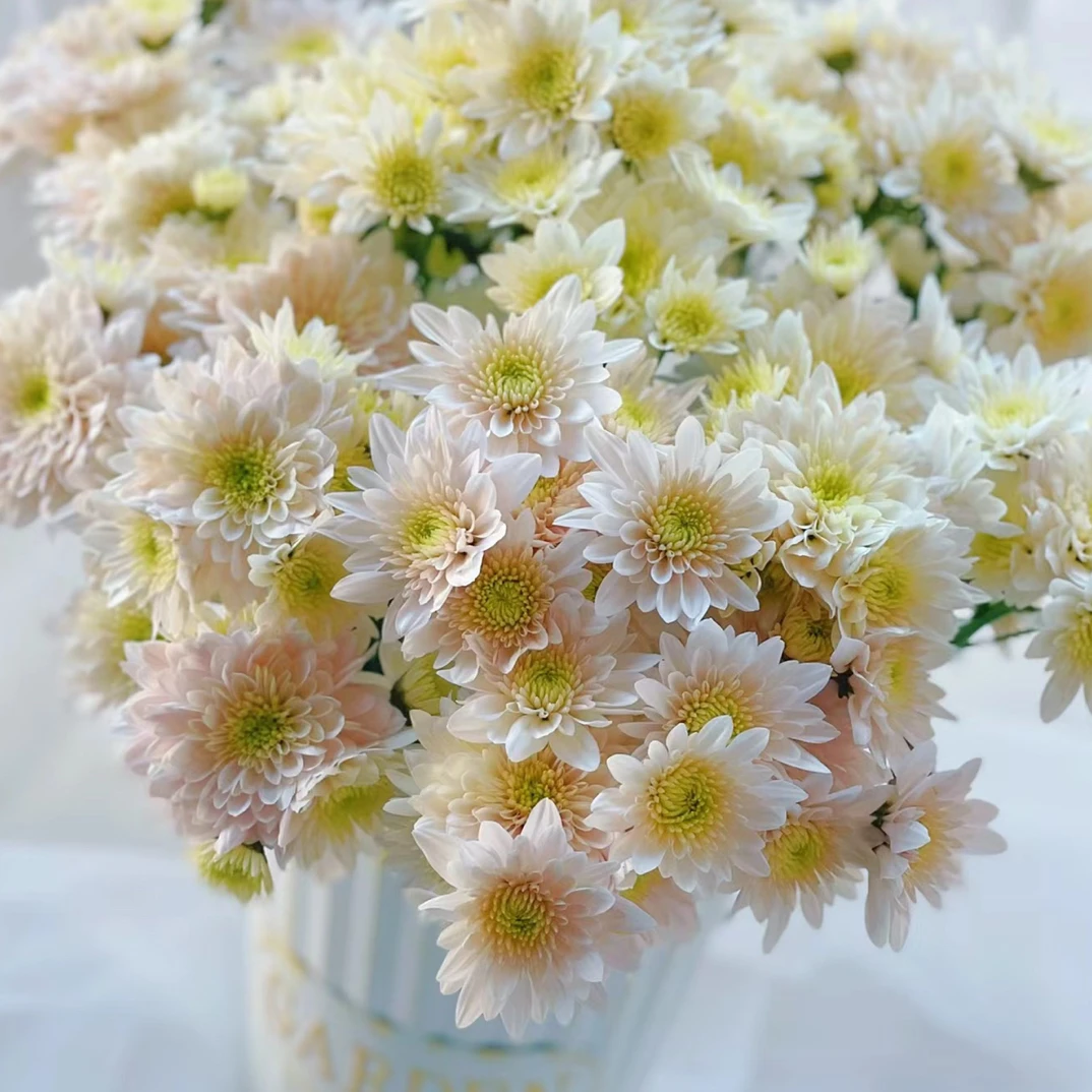 (全店3单发)香草小雏菊一扎【顺意2】
