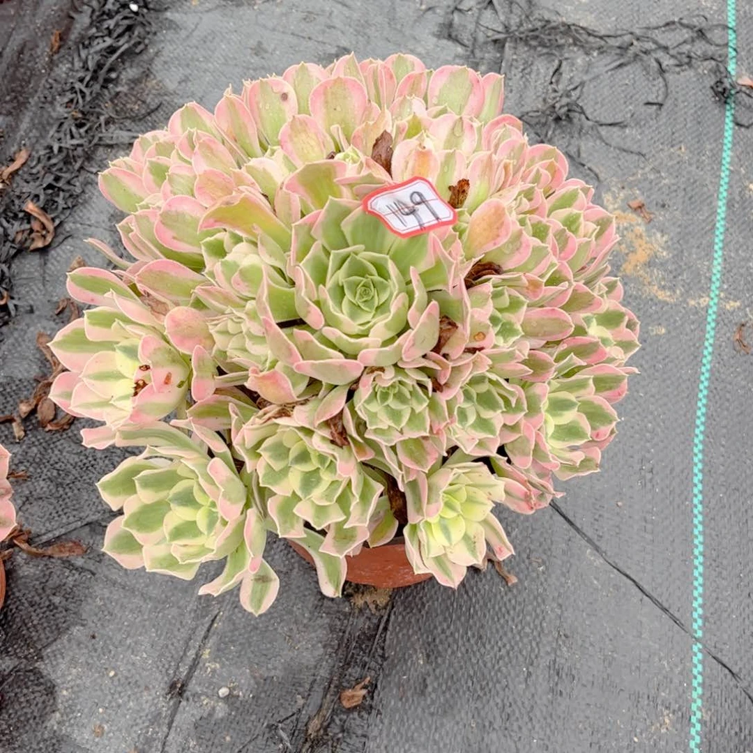 多肉植物149号多肉植物