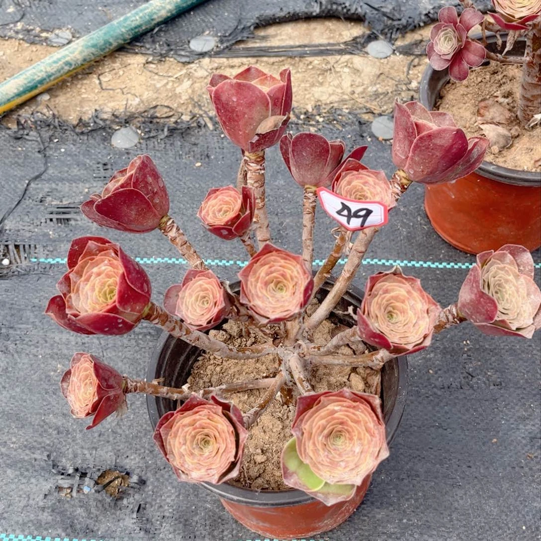 多肉植物49号多肉植物