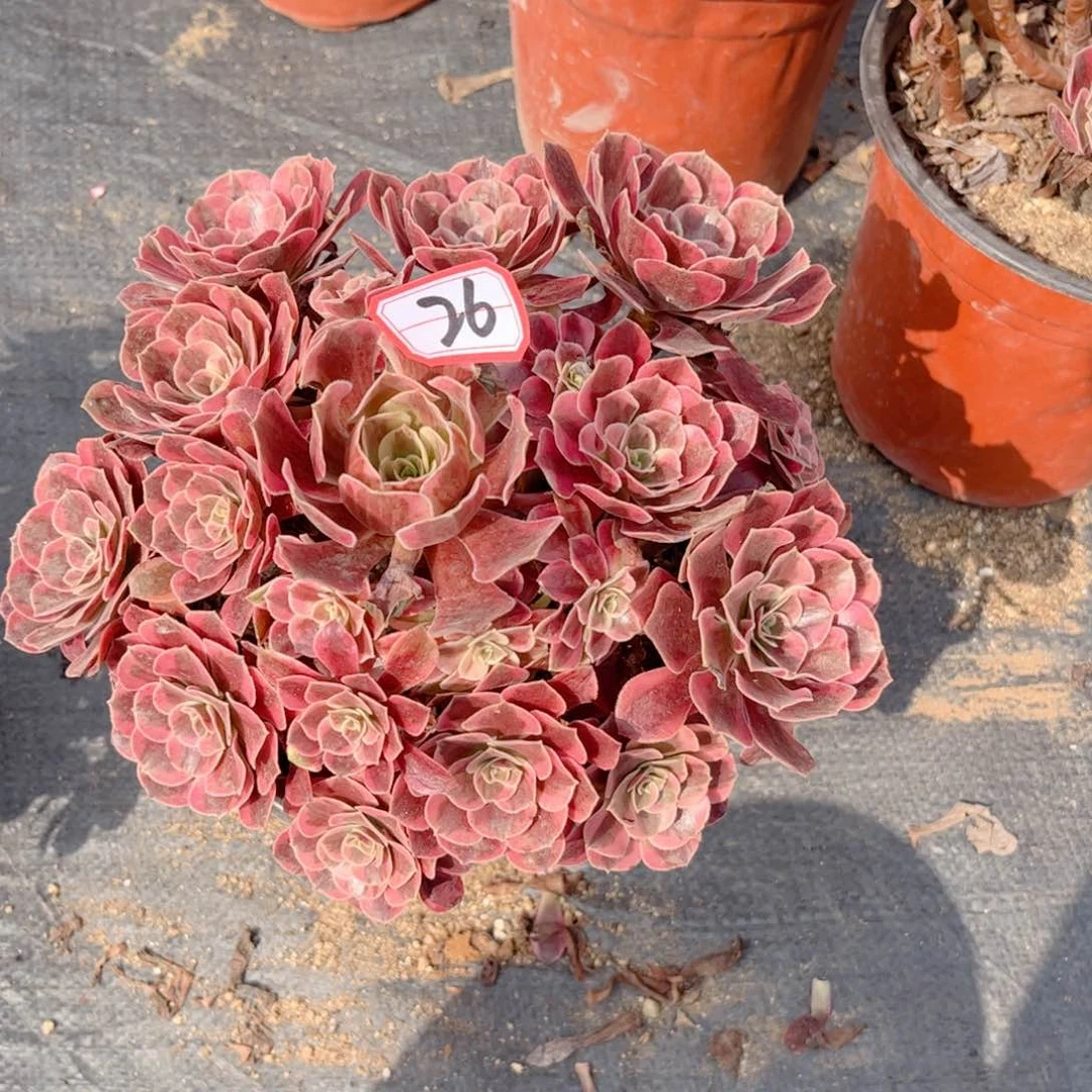 多肉植物26号多肉植物