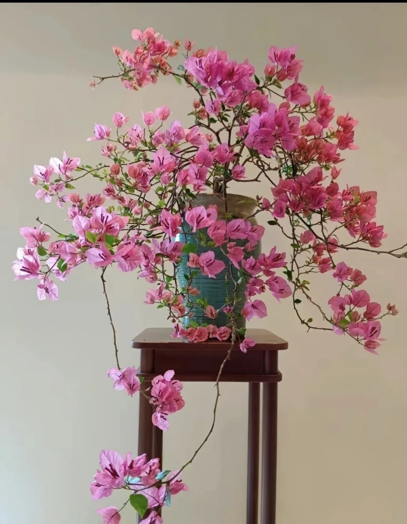 三角梅绿植勤花盆栽阳台庭院爬藤植物