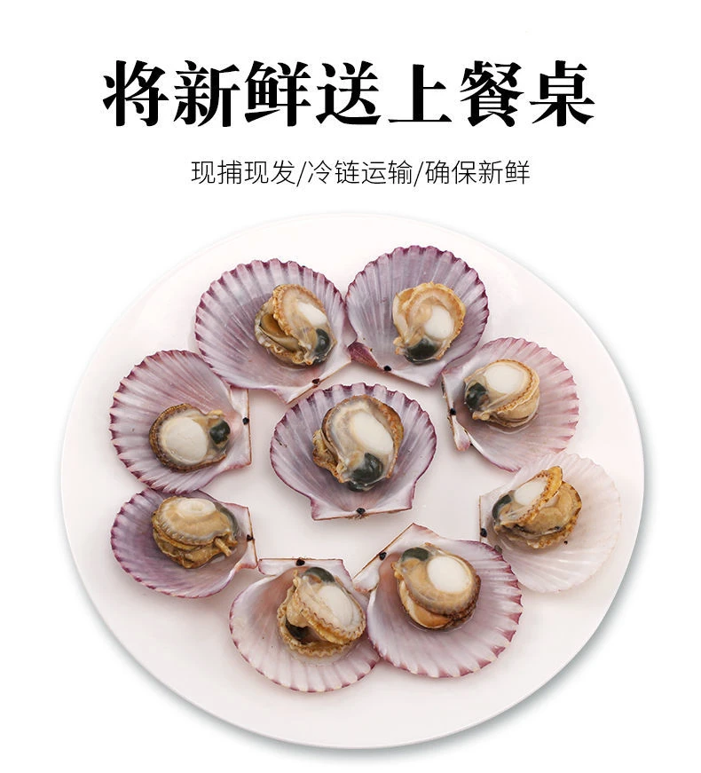 青岛发货 超肥港湾贝(小红贝) 顺丰冷链包邮