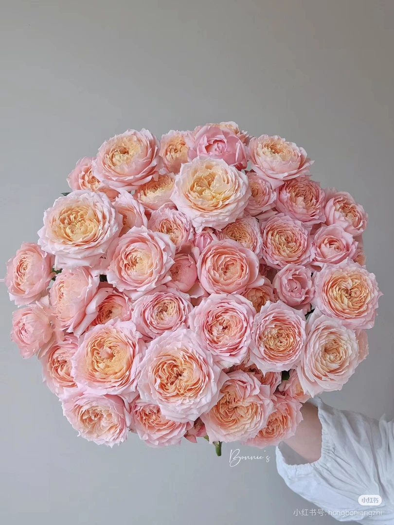 ［好物鲜花］A级多头多头朱丽叶塔10支 两单包邮