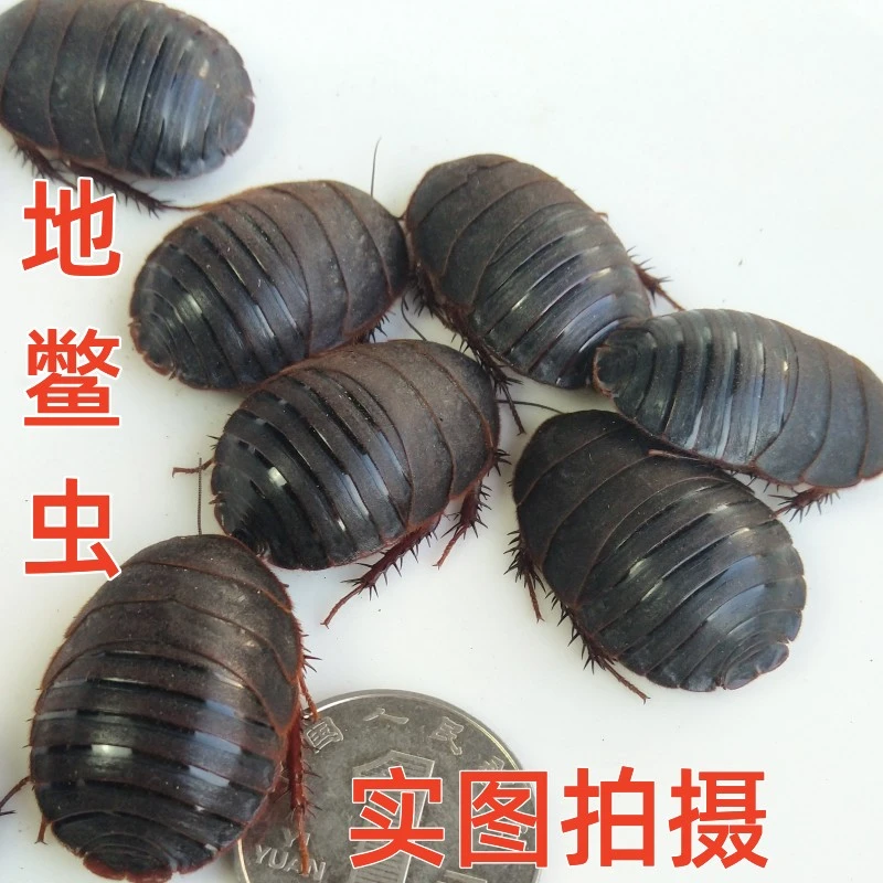 活土元活体土元虫种卵地鳖虫药食两用骨折中药材土鳖500g包邮