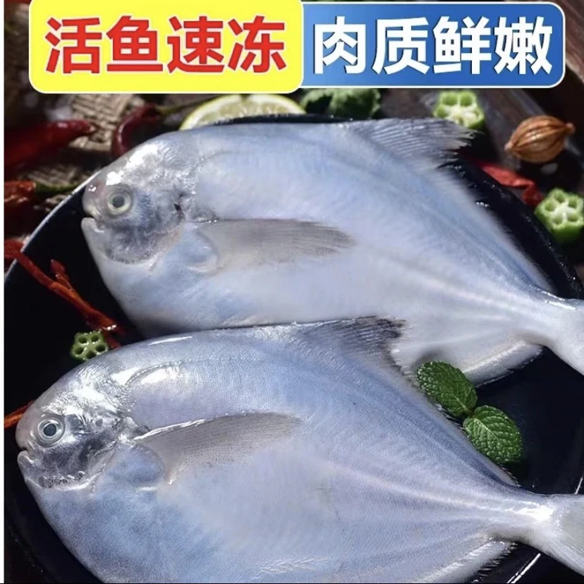 野生海捕白鲳鱼 顺丰冷链祥芝发货